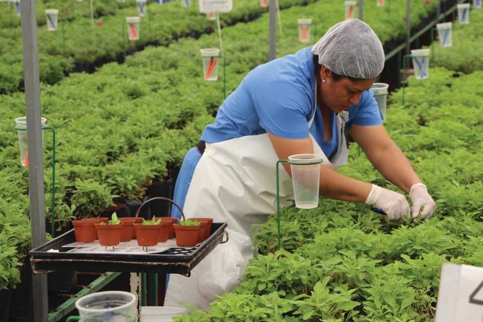 Sera İşçisi (Greenhouse Worker)